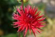 flower red dahlia