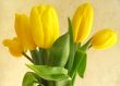 Bouquet of yellow tulips