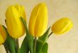 Bouquet of yellow tulips