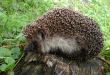 hedgehog