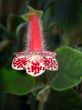 red flower kolleria