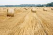 Field