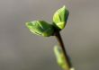 Buds