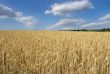 Field