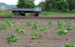 Agriculture