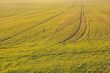 Field