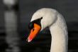 Swan