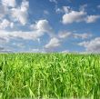 Field