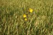 Yellov Flowers on grain field