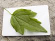 green leaf