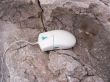 computer mouse