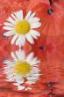 White camomile