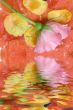 Pink rose