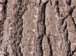 The bark of an Oak tree