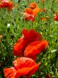 Poppies