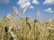 Corn Field With Ears