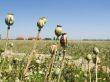 Poppy Field