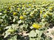 Sunflowers Field