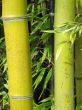 Bamboo forest