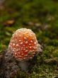 fly agaric