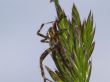 garden spider