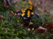 fire salamander