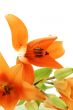 abstract close up of orange lilies bouquet