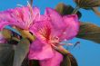 pink tropical flower under sky