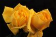 Two Yellow Sad Roses