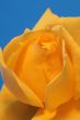 Close-up of Yellow Rose