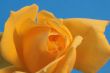 Close-up of Yellow Rose