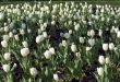 Milan - White tulips in the park