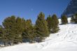 Contrast in nature: forest, snow, sky, full moon