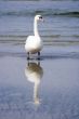 Swan reflected in the water