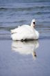 Swan reflected in the water