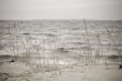 Beach with grass in bad weather