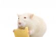 fun white rat with cheese