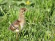 Peacock`s poult on green grass