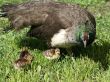 Peacock chick with kids