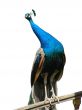 Peacock on banisters