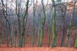 mystic autumn forest