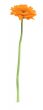 single gerbera flower