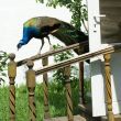 Colorfull Peacock on wooden banisters