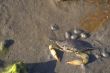 Blue Crab