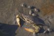 Blue Crab