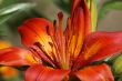 flower of orange lily