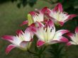 white-crimson lilies in garged