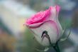 beautiful pink rose
