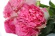 beautiful pink roses