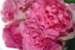 beautiful pink roses